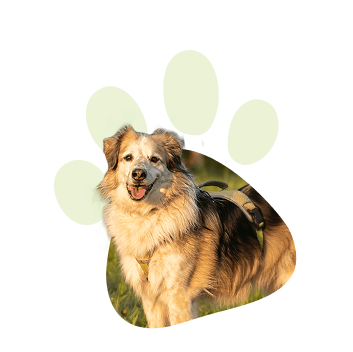 Durch meine 5 Hunde habe ich gelernt, was wahre Verbindung bedeutet und daraus die ANUI Methode entwickelt.