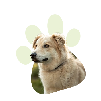 Durch meine 5 Hunde habe ich gelernt, was wahre Verbindung bedeutet und daraus die ANUI Methode entwickelt.
