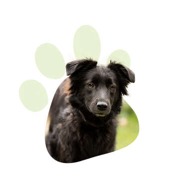 Durch meine 5 Hunde habe ich gelernt, was wahre Verbindung bedeutet und daraus die ANUI Methode entwickelt.
