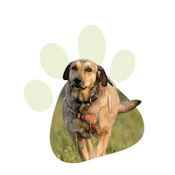 Durch meine 5 Hunde habe ich gelernt, was wahre Verbindung bedeutet und daraus die ANUI Methode entwickelt.